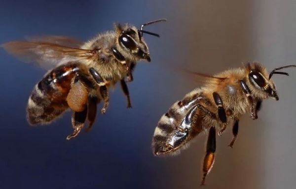 В Кении пчелиный рой отправили на поимку воров