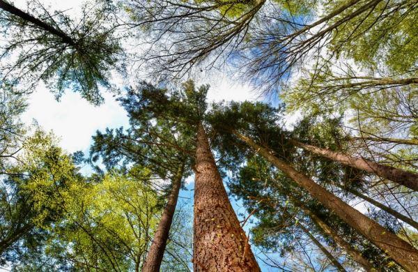 Российские учёные сверлят деревья в поисках ответов на климатические вопросы