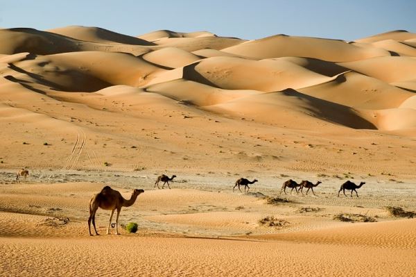 В Саудовской Аравии обнаружены древние изображения вымершего вида верблюдов